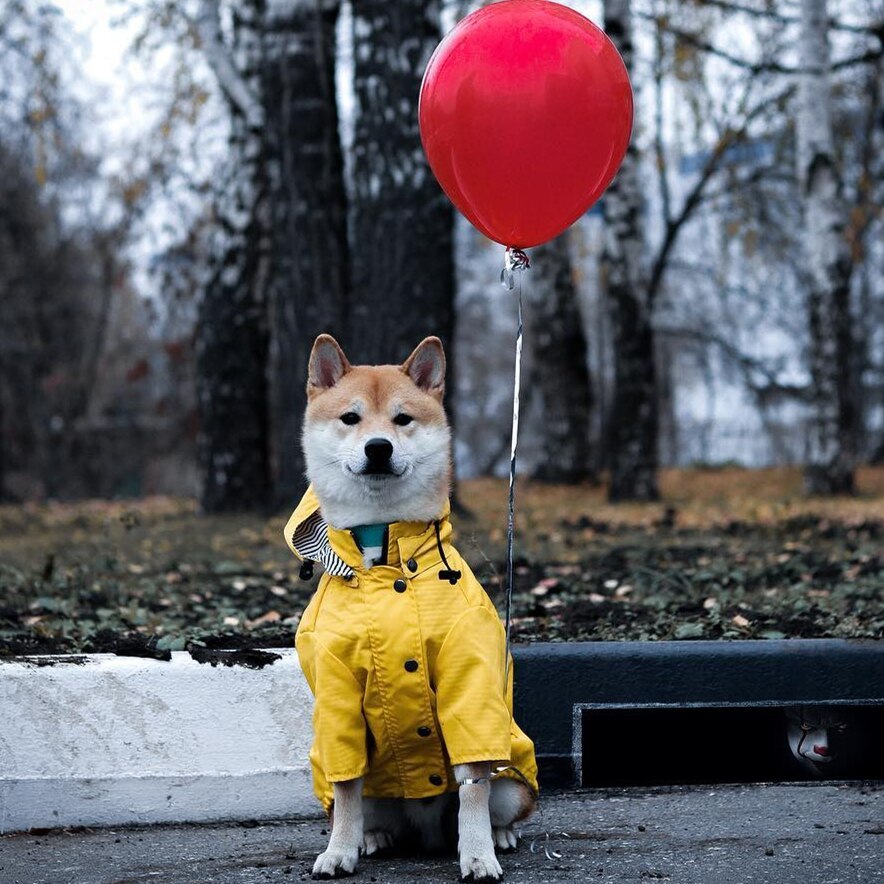 Keep Your Dog Dry and Stylish with Our Dog Raincoat!